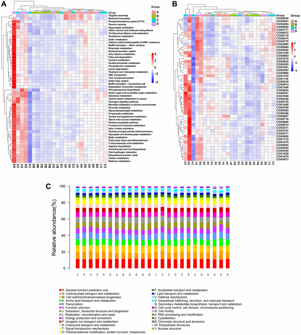 PICRUSt2 functional predictive analysis. (A) KEGG difference clustering heatmap. Kruskal–Wallis analysis was performed to predict pathways. The clustering of different enrichment entries is exhibited in the left cluster tree, and the upper clustering branch represents different samples. (B) COG difference clustering heatmap. (C) COG bar plot. The sample names are on the X-axis, and the relative abundance of the predicted functions is on the Y-axis. Abbreviations: PICRUSt2: phylogenetic investigation of communities by reconstruction of unobserved states; KEGG: Kyoto Encyclopedia of Genes and Genomes; COG: Clusters of Orthologous Groups of proteins.