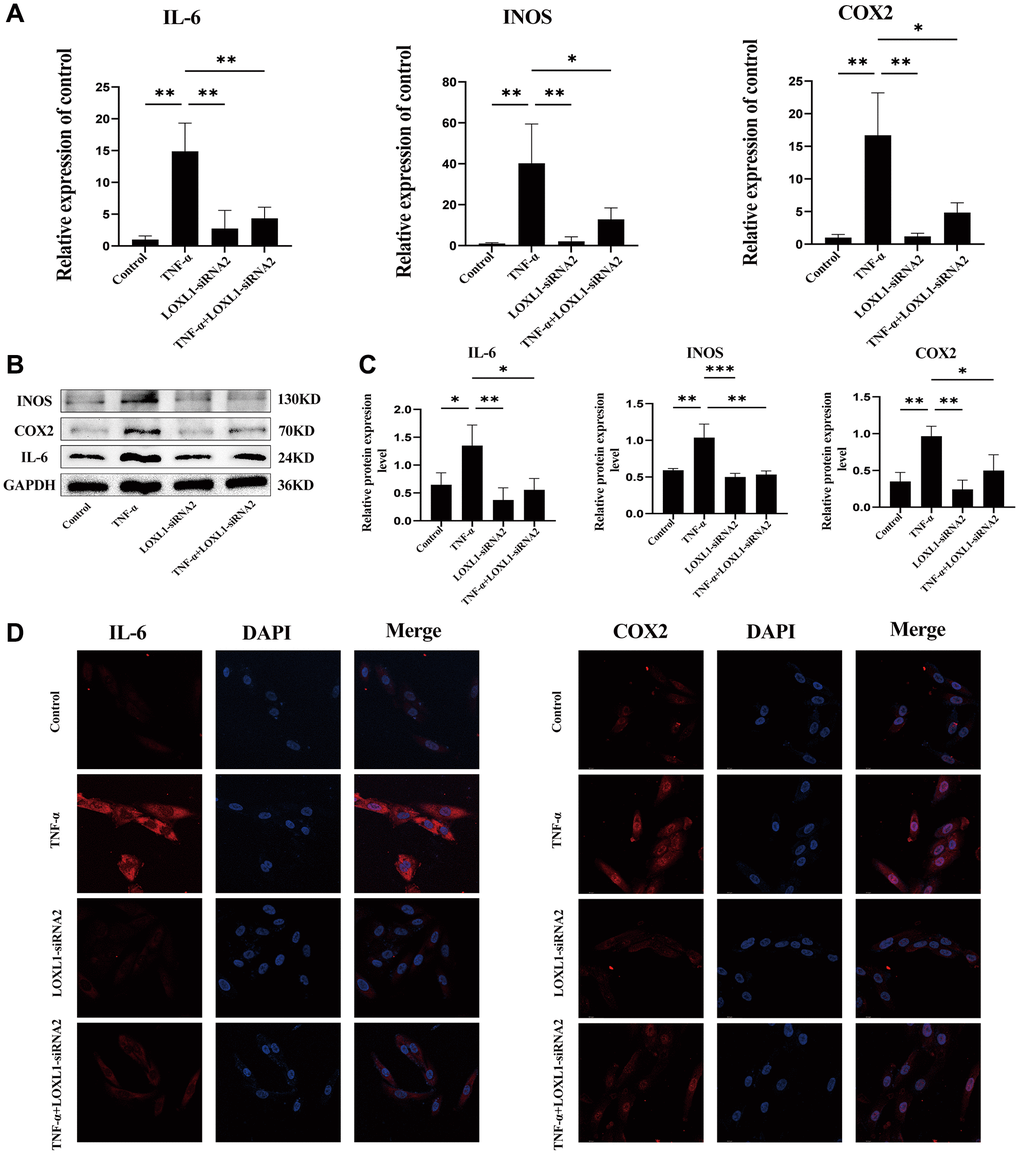 Knockdown of LOXL1 inhibited inflammatory reaction of RA synovial cells. (A) IL-6, INOS and COX2 mRNA expression levels were analyzed using qPCR. (B) IL-6, INOS and COX2 protein levels were detected using western blot. (C) Quantitative analysis of western blot results. (D) Validation of IL-6 and COX2 expression using cellular immunofluorescence. *P **P ***P 