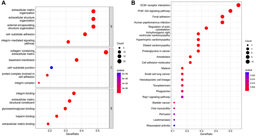 GO analysis (A) and KEGG analysis (B) of 39 differentially expressed genes.