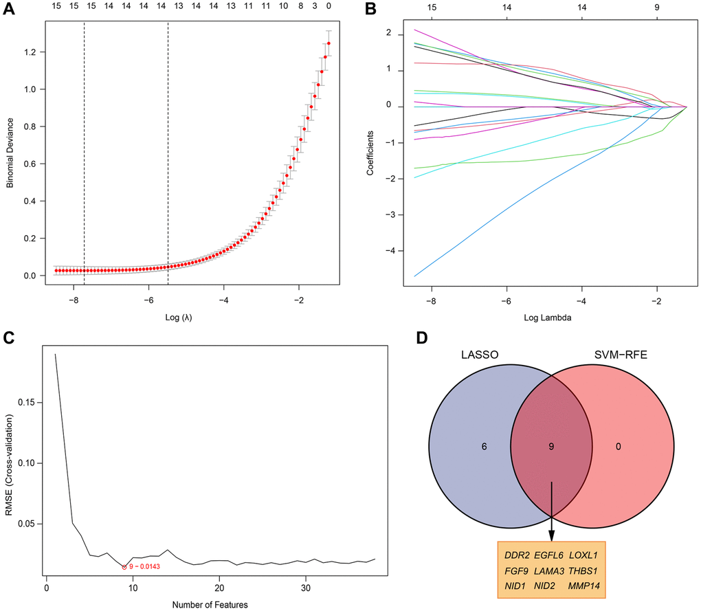 Selection of diagnosis marker candidates for RA. (A, B) LASSO regression model; (C) A plot of biological marker screening via the SVM-RFE arithmetic; (D) Venn graph displaying 9 diagnosis biomarkers shared by LASSO and SVM-RFE.