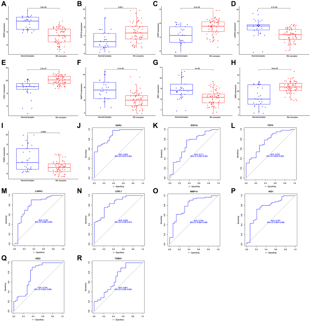 Expression and diagnostic significance of 9 basement membrane related genes in RA. (A–I) DDR2, LAMA3, MMP14, NID1 and THBS1 expression was distinctly downregulated in RA samples; LOXL1, EGFL6, FGF9 and NID2 expression was distinctly upregulated in RA samples. (J–R) ROC assays for 9 basement membrane related genes.