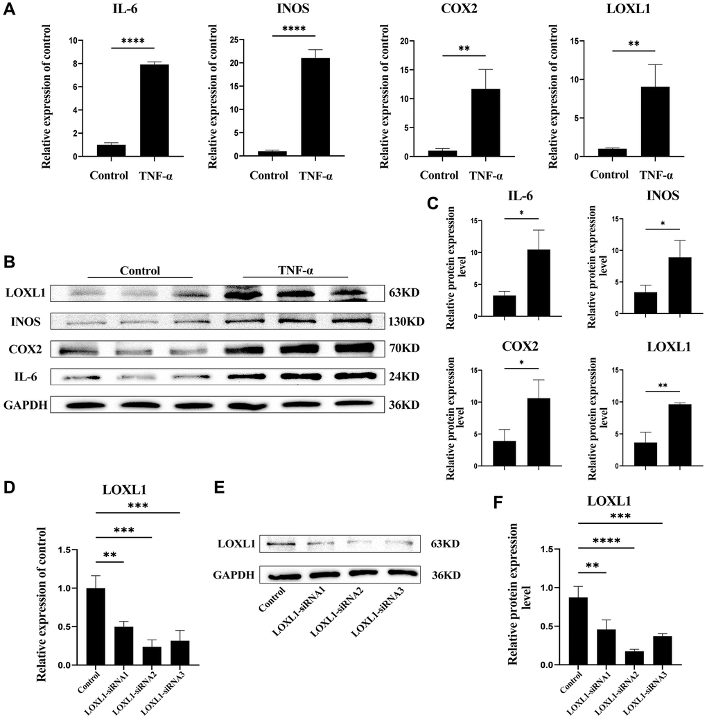 LOXL1 expression in TNF-α-stimulated SW982 cells. (A) LOXL1, IL-6, INOS and COX2 mRNA expression levels were analyzed using qPCR. (B) SW982 cells were cultured and stimulated with TNF-α (20ng/mL). LOXL1, IL-6, INOS and COX2 protein levels were detected using western blot at the indicated time. (C) Quantitative analysis of western blot results. (D, E) qPCR and western blot were used to verify the efficiency of downregulation of LOXL1 gene expression by small interfering RNA. (F) Quantitative analysis of western blot results. *P **P ***P ***P 