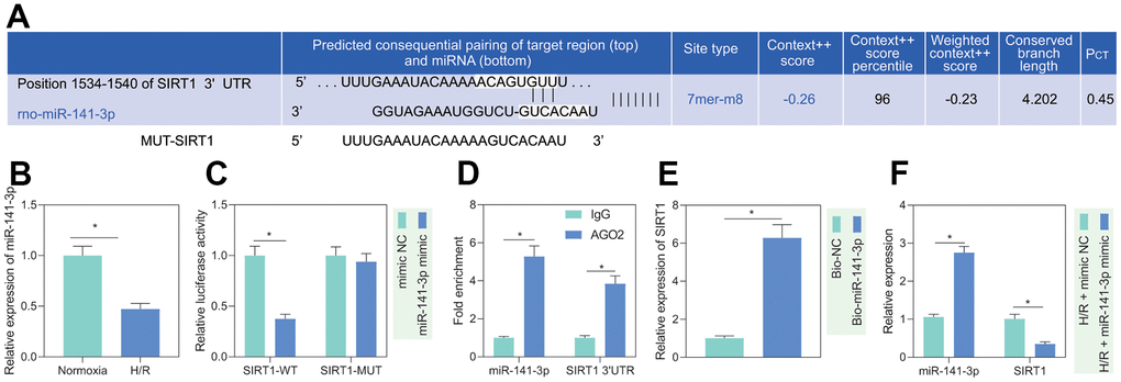 miR-141-3p targeted SIRT1 in H/R-treated PMVECs. (A) miR-141-3p had a binding site in the 3’UTR of SIRT1, predicted by the TargetScan website. (B) miR-141-3p expression detected by RT-qPCR under normoxia or H/R. (C) Binding of miR-141-3p and SIRT1 confirmed by dual luciferase assays. (D) Binding of miR-141-3p and SIRT1 detected by RIP. (E) Binding of miR-141-3p and SIRT1 detected by RNA pull-down. (F) Expression of miR-141-3p and SIRT1 detected by RT-qPCR in H/R-treated PMVECs with miR-141-3p mimic under normoxia or H/R. Measurement data are expressed as mean ± standard deviation. Differences between 2 groups of data were compared using an unpaired t-test. Data among multiple groups were compared using one-way ANOVA and Tukey’s multiple comparison test. * p 