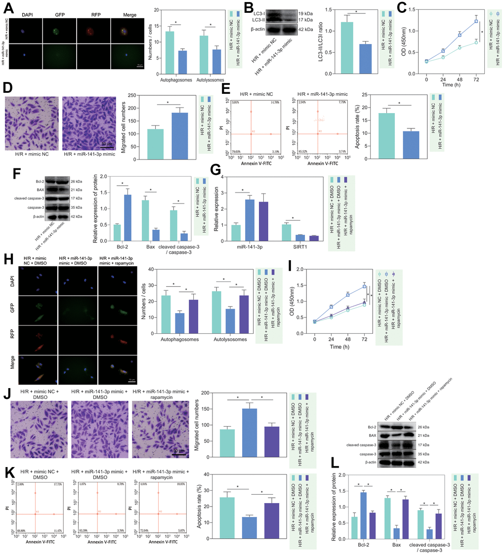 miR-141-3p repressed H/R-induced autophagy and alleviated PMVEC injury. (A) The mRFP-GFP-LC3 dual fluorescence system was used to trace autophagy formation in PMVECs treated with H/R and miR-141-3p mimic. (B) The expression of LC3-I/LC3-II in H/R-exposed PMVECs treated with miR-141-3p mimic detected by Western blot. (C) The proliferation of H/R-exposed PMVECs treated with miR-141-3p mimic detected by CCK-8 assay under normoxia or H/R. (D) The migration of H/R-exposed PMVECs treated with miR-141-3p mimic detected by Transwell assay. (E) The apoptosis of H/R-exposed PMVECs treated with miR-141-3p mimic detected by flow cytometry. (F) The expression of Bax, Bcl-2, cleaved caspase-3 and caspase-3 in H/R-exposed PMVECs treated with miR-141-3p mimic detected by Western blot. (G) The expression of miR-141-3p and SIRT1 detected by RT-qPCR in H/R-exposed PMVECs treated with miR-141-3p mimic or combined with Rapamycin. (H) mRFP-GFP-LC3 dual fluorescence system was used to trace autophagy formation in H/R-exposed PMVECs treated with miR-141-3p mimic alone or combined with Rapamycin. (I) The proliferation of H/R-exposed PMVECs treated with miR-141-3p mimic alone or combined with Rapamycin detected by CCK-8 assay. (J) The migration of H/R-exposed PMVECs treated with miR-141-3p mimic alone or combined with Rapamycin detected by Transwell assay. (K) The apoptosis of H/R-exposed PMVECs treated with miR-141-3p mimic or combined with Rapamycin detected by flow cytometry. (L) The expression of Bax, Bcl-2, cleaved caspase-3 and caspase-3 in H/R-exposed PMVECs treated with miR-141-3p mimic alone or combined with Rapamycin detected by Western blot. Measurement data are expressed as mean ± standard deviation. Changes between multiple groups were compared using one-way ANOVA and Tukey’s multiple comparison test. Two-way ANOVA was used for data comparison at different time points. * p 