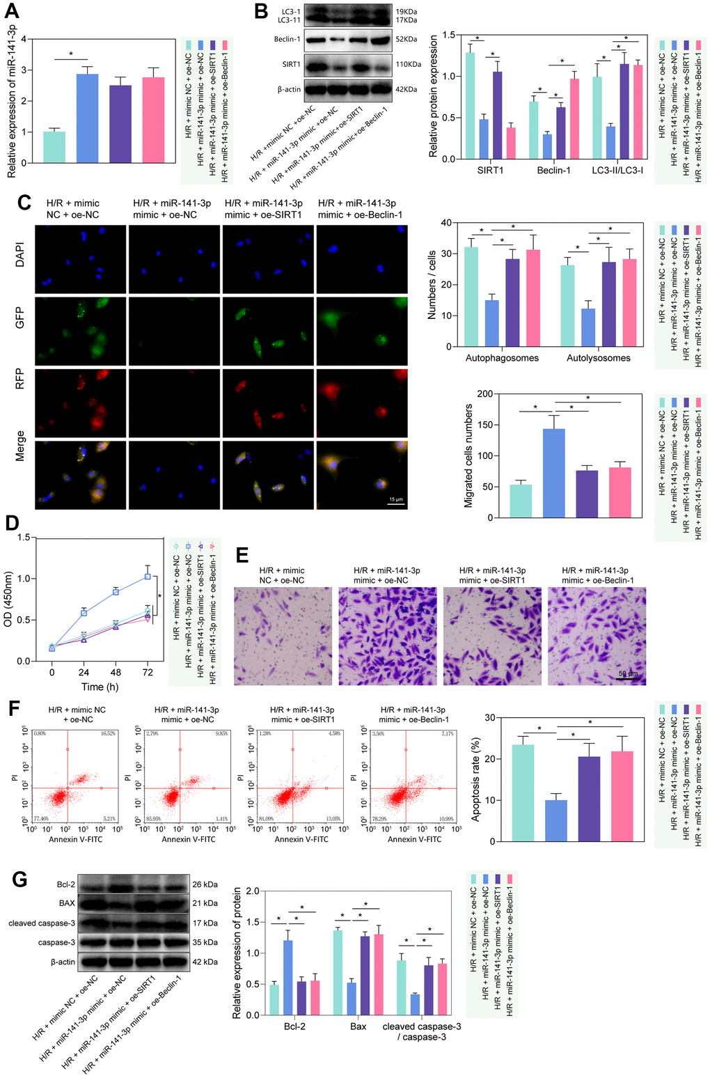 miR-141-3p mimic suppressed PMVEC autophagy and injury via the SIRT1/Beclin-1 axis. (A) The expression of miR-141-3p detected by RT-qPCR in H/R-exposed PMVECs treated with miR-141-3p mimic alone or combined with oe-SIRT1 or oe-Beclin-1. (B) The expression of SIRT1, Beclin-1, LC3-I/LC3-II detected by Western blot in H/R-exposed PMVECs treated with miR-141-3p mimic alone or combined with oe-SIRT1 or oe-Beclin-1. (C) mRFP-GFP-LC3 dual fluorescence system was used to trace autophagy formation in H/R-exposed PMVECs treated with miR-141-3p mimic alone or combined with oe-SIRT1 or oe-Beclin-1. (D) The proliferation of H/R-exposed PMVECs treated with miR-141-3p mimic alone or combined with oe-SIRT1 or oe-Beclin-1 detected by CCK-8 assay. (E) The migration of H/R-exposed PMVECs treated with miR-141-3p mimic alone or combined with oe-SIRT1 or oe-Beclin-1 detected by Transwell assay. (F) The apoptosis of H/R-exposed PMVECs treated with miR-141-3p mimic alone or combined with oe-SIRT1 or oe-Beclin-1 detected by flow cytometry. (G) The expression of Bax, Bcl-2, cleaved caspase-3 and caspase-3 in H/R-exposed PMVECs treated with miR-141-3p mimic alone or combined with oe-SIRT1 or oe-Beclin-1 detected by Western blot. Measurement data are expressed as mean ± standard deviation. Changes between multiple groups were compared using one-way ANOVA and Tukey’s multiple comparison test. Two-way ANOVA was used for data comparison at different time points. * p 