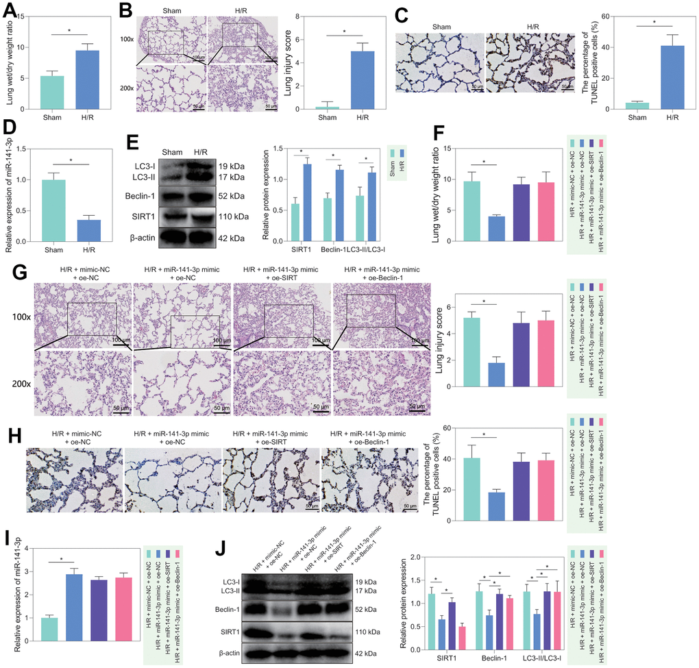 H/R rat model construction and in vivo validation of miR-141-3p/SIRT1/Beclin-1 axis regulatory function. (A) Dry/wet weight ratio of lung tissue of sham-operated rats and H/R rats. (B) HE staining for detecting the lung tissue injury of sham-operated and H/R rats. (C) TUNEL staining for detecting the apoptosis of lung tissue in sham-operated and H/R rats. (D) The level of miR-141-3p in lung tissue of sham-operated rats and H/R rats detected by RT-qPCR. (E) Western blot to detect SIRT1, Beclin-1, LC3-II/LC3-I levels in lung tissue of sham-operated and H/R rats. (F) Dry/wet weight ratio of lung tissue of H/R rats in response to miR-141-3p mimic alone or combined with oe-SIRT1 or oe-Beclin-1. (G) HE staining to detect the lung tissue injury of H/R rats in response to miR-141-3p mimic alone or combined with oe-SIRT1 or oe-Beclin-1. (H) TUNEL staining to detect the apoptosis of lung tissue in H/R rats in response to miR-141-3p mimic alone or combined with oe-SIRT1 or oe-Beclin-1. (I) The level of miR-141-3p in lung tissue of H/R rats in response to miR-141-3p mimic alone or combined with oe-SIRT1 or oe-Beclin-1 detected by RT-qPCR. (J) Western blot to detect the levels of SIRT1, Beclin-1 and LC3-II/LC3-I in lung tissue of H/R rats in response to miR-141-3p mimic alone or combined with oe-SIRT1 or oe-Beclin-1. n = 5. Measurement data are expressed as mean ± standard deviation. Changes between multiple groups were compared using one-way ANOVA and Tukey’s multiple comparison test. Two-way ANOVA was used for data comparison at different time points. * p 