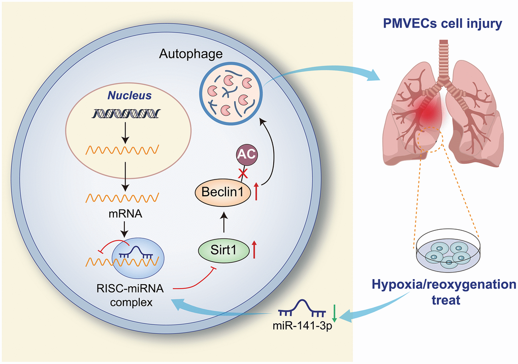 Overexpression of miR-141-3p downregulates Beclin-1 by targeting SIRT1 to inhibit autophagy and reduce H/R injury of PMVECs.