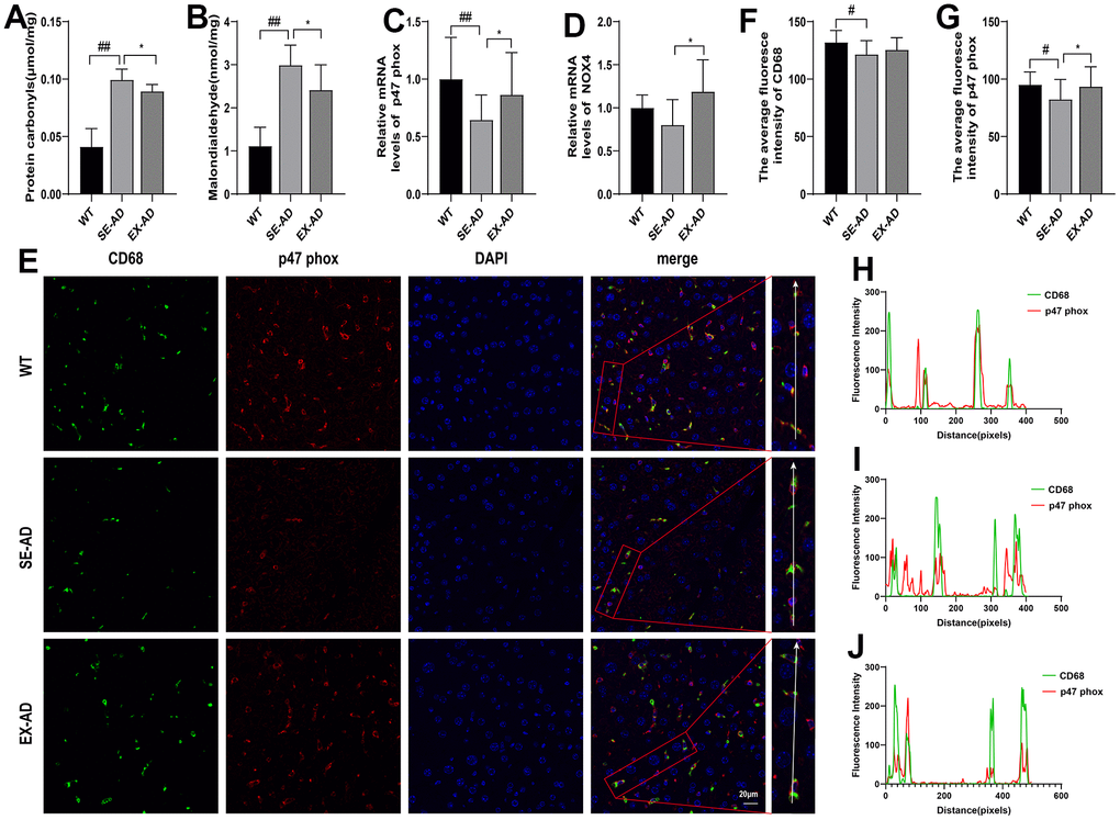 Exercise attenuated the oxidative damage in the livers of the AD mice. (A) Protein carbonyl contents in the livers (n = 6 per group). (B) MDA contents in the livers (n = 6 per group). (C) Relative expression of p47 phox mRNA in the livers (n = 6 per group). (D) Relative expression of NOX4 mRNA in the livers (n = 6 per group). (E) CD68 and p47 phox immunofluorescence staining representative images of the livers (n = 4 per group). (F) Quantitative statistics of the mean fluorescence intensity of CD68. (G) Quantitative statistics of the mean fluorescence intensity of p47 phox. (H) Fluorescence intensity changes in CD68 and p47 phox in the WT group. (I) Fluorescence intensity changes in CD68 and p47 phox in the SE-AD group. (J) Fluorescence intensity changes in CD68 and p47 phox in the EX-AD group. The data are expressed as means ± SDs. # p 