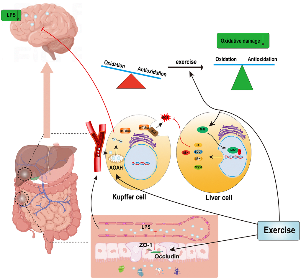 Possible mechanisms by which exercise reduces hepatic oxidative stress and LPS accumulations in the brains of AD patients.