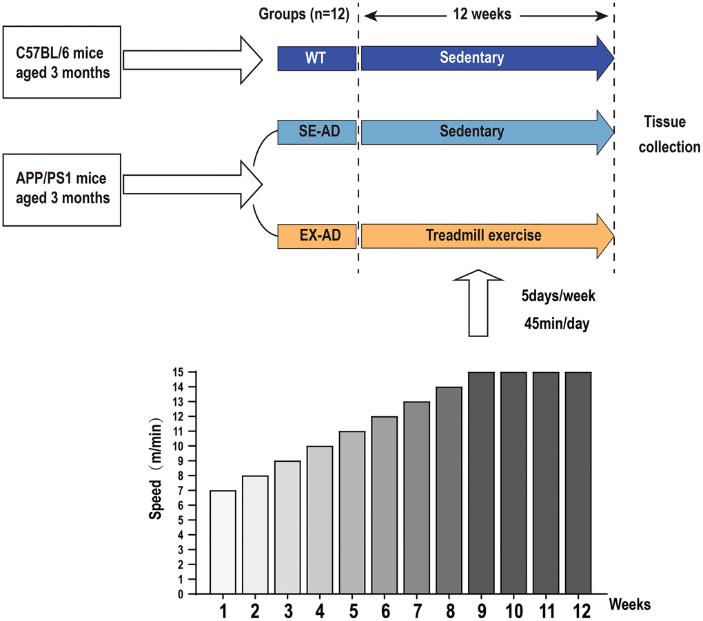 Experiment design. The APP/PS1 mice were divided into a serene group and an exercise group, and the C57BL/6 mice were used as the control. The exercise group was exercised by treadmill for 12 weeks, with the speed increasing from 7 m/min to 14 m/min from weeks 1 to 8 and remaining constant at 15 m/min from 9 to 12 weeks. Exercise was performed 5 days per week for 45 min each time.