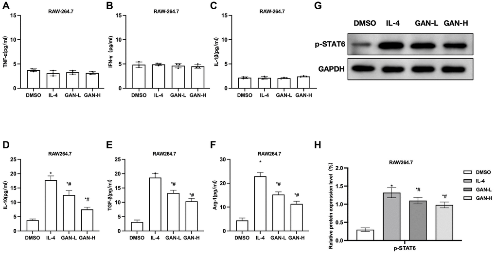 GAN inhibited the IL-4-induced macrophage M2 polarization. (A–C) M1 macrophage markers (n = 3). TNF-α, IL-1β and IFN-γ levels in RAW264.7 differed insignificantly from those in J774A.1. (D–F) M2 macrophage markers (n = 3). GAN could inhibit the expressions of IL-10, TGF-β and Arg-1, showing significant differences from the IL-4 group. (G, H) Relative protein expressions (n = 3). Although GAN inhibited the p-STAT6 expression. *P #P 