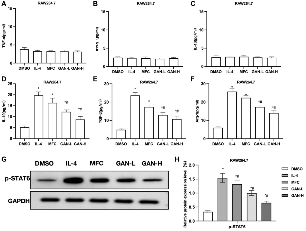 GAN inhibited macrophage M2 polarization induced by MFC co-culture. (A–C) M1 macrophage markers (n = 3). MFC co-culture produced unobvious effects on M1 markers, nor did GAN produce any promoting effect on M1 markers, showing insignificant inter-group differences. (D–F) M2 macrophage marker (n = 3). GAN could inhibit the effects of MFC and lower the levels of M2 markers, showing significant differences from the MFC group. (G, H) Relative protein expressions (n = 3). GAN could inhibit the STAT6 phosphorylation and lower the p-STAT6 level. *P #P 