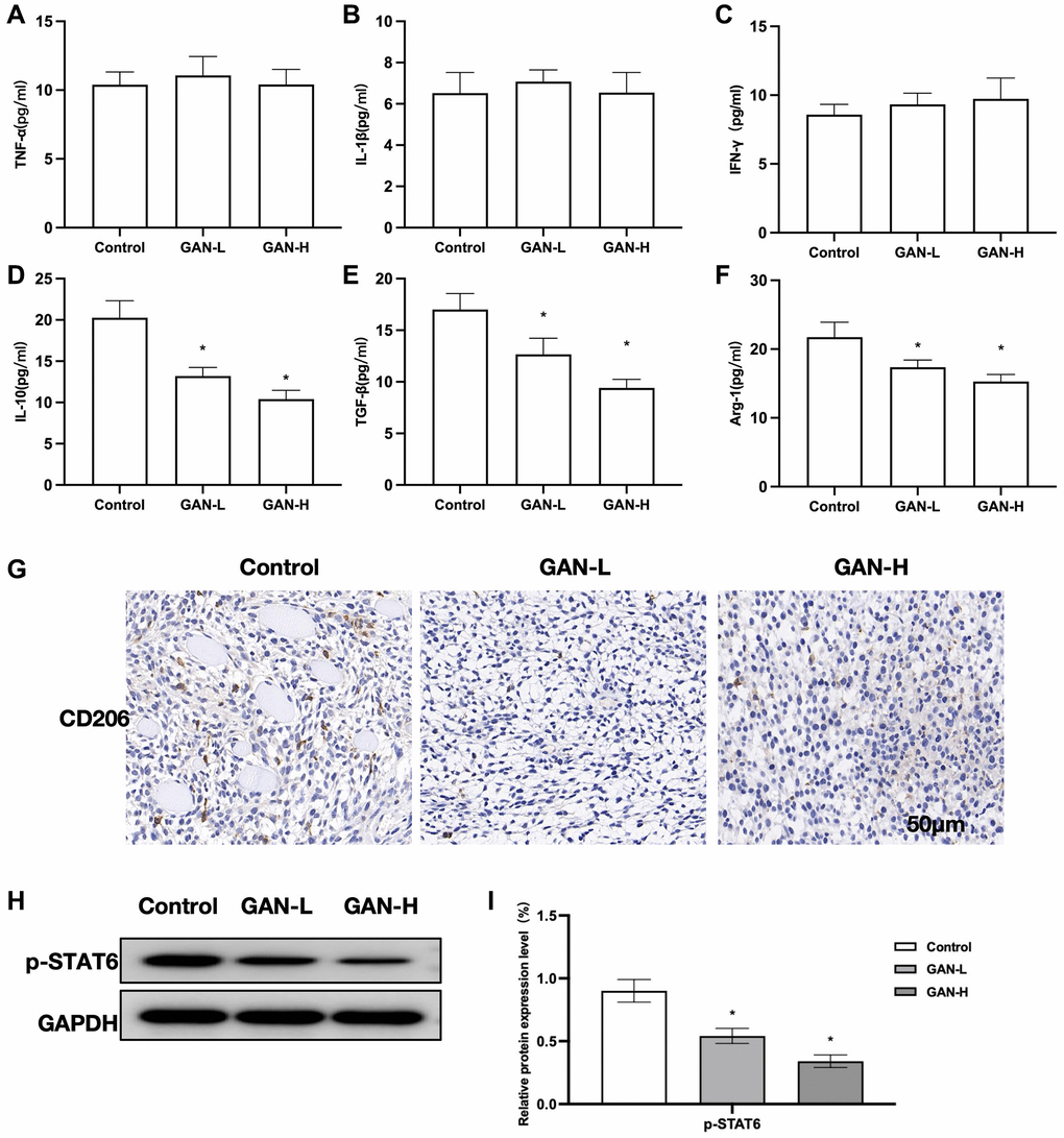 Effects of GAN on tumor-bearing mice. (A–C) M1 markers (n = 8). GAN produced unobvious effects on M1 markers, without showing inter-group differences. (D–F) M2 markers (n = 8). GAN could inhibit the expressions of M2 markers, showing significant differences from the Control. (G) IHC (n = 5). Expressions of CD206 were strongly positive in Control. (H, I) Relative protein expressions (n = 5). GAN could inhibit the phosphorylated expression of STAT6, leading to significantly lower p-STAT6 level than that in Control. *P 