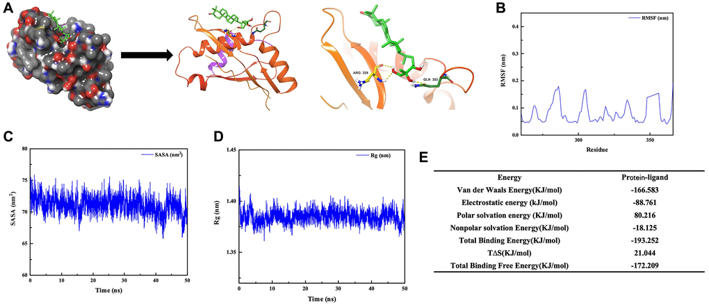 Binding between GAN and STAT6. (A) Docking result between GAN and STAT6. (B–E) Molecular dynamics simulations between GAN and STAT6.