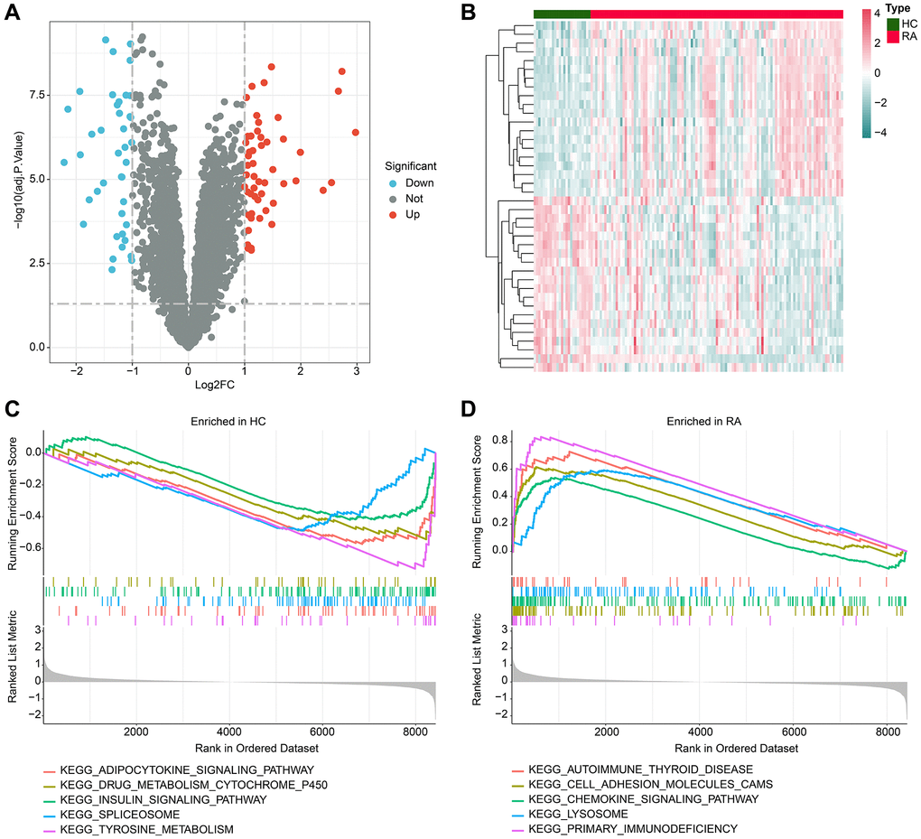 Analysis of differential gene expression and GSEA. (A) Volcano plot shows the differential gene expression between the HC and RA groups. The screening threshold is set at |FC|≥2 and adj.p value B) Heatmap of the differential gene expression in the HC and RA groups. (C, D) Enrichment analysis of GSEA pathway based on differential gene expression in HC and RA groups.