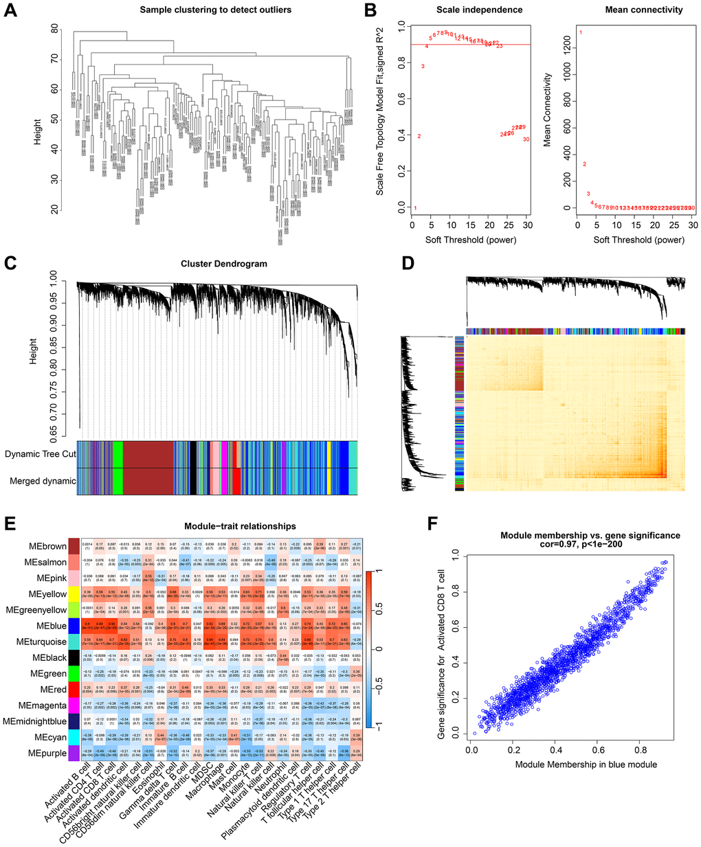 Development of WGCNA to identify the gene modules most correlated with immune cells in RA. (A) Cluster analysis of samples. (B) Construction of a scale free network with a soft threshold (β) set to 4. (C) Identification of gene modules based on dynamic tree cutting. (D) Correlation analysis of gene expression between different gene modules. (E) Correlation analysis of gene modules and 23 types of immune cells. Blue represents negative correlation and red represents positive correlation. (F) Association between module members and gene significance.