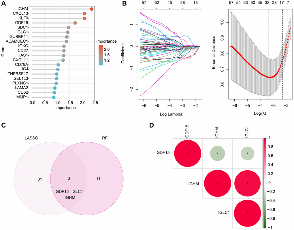 Screening the CRGs-related biomarkers based on the machine learning algorithm. (A) RF algorithm shows the importance of CRGs, which the cutoff of importance is set at 1. (B) The coefficients and log lambda value distribution of CRGs based on LASSO model. (C) Identification of CRGs- related biomarkers based on the LASSO and RF algorithms. (D) Correlation analysis between GDF15, IGHM and IGLC1.