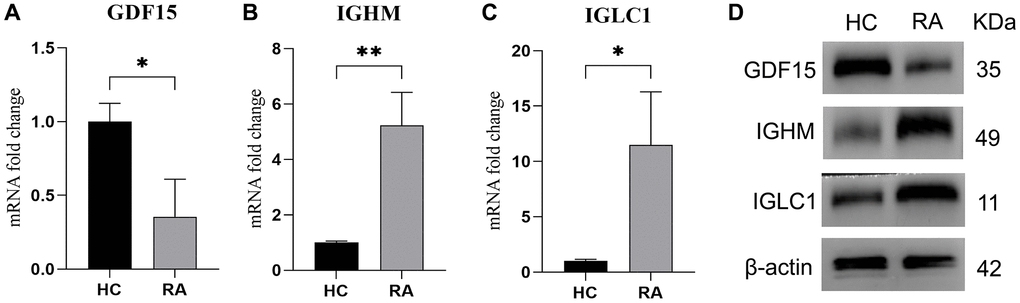 Expression level of IGLC1, IGHM, and GDF15. (A–C) RT-qPCR was used to test the mRNA level of GDF15 (A), IGHM (B) and IGLC1 (C) in HC and RA samples. (D) The protein level of IGLC1, IGHM, and GDF15 in HC and RA samples.