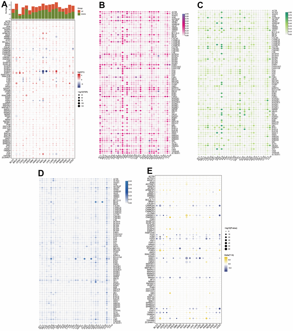 Comprehensive assessment of MAPK pathway in pan-cancer. (A) mRNA expression of MAPK-related genes. (B) CNV gain of MAPK-related genes. (C) CNV loss of MAPK-related genes. (D) SNV frequency of MAPK-related genes. (E) DNA methylation of MAPK-related genes.