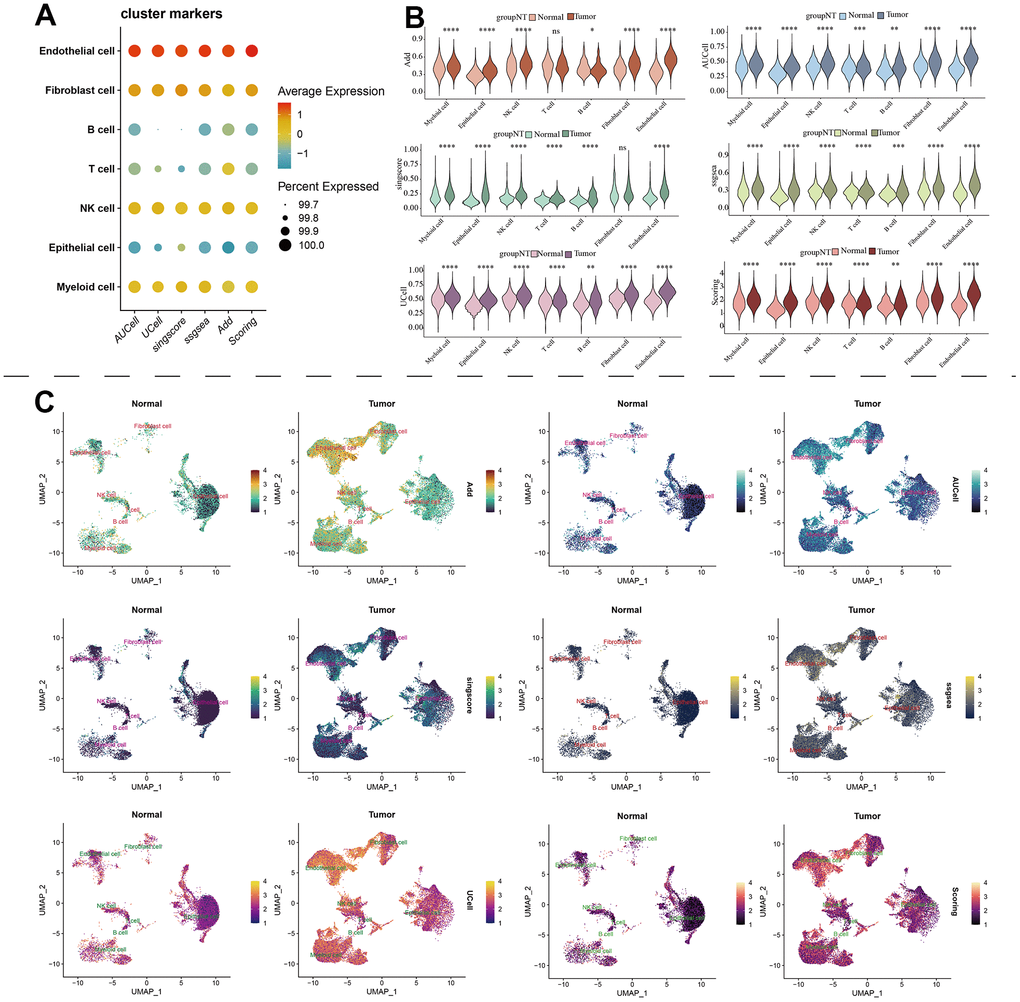 The estimation of MAPK pathway based on scRNA-Seq data. (A) The pathway score of MAPK signaling in each cell type; (B) The discrepancies of MAPK score in each cell type between KIRC and normal samples; (C) The detailed MAPK pathway activity shown in a UMAP plot.