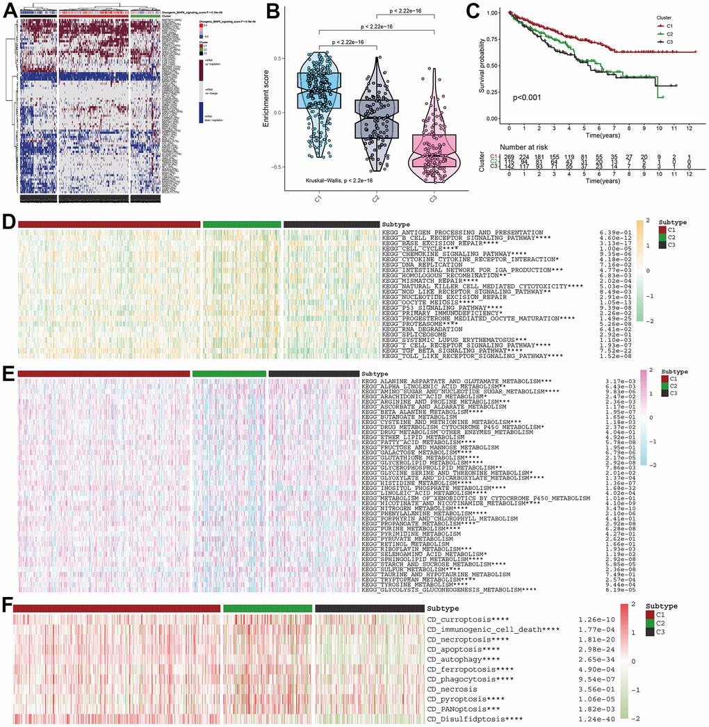 MAPK-based cluster analysis in KIRC. (A) Three clusters were obtained and displayed by the heatmap. (B) The violin plot showing the enrichment scores of these three clusters. (C) The distinct of survival probability in these three clusters. (D) The discrepancies of metabolism pathway activity in the three clusters. (E) The discrepancies of immune pathway activity in the three clusters. (F) The discrepancies of cell death status in the three clusters.