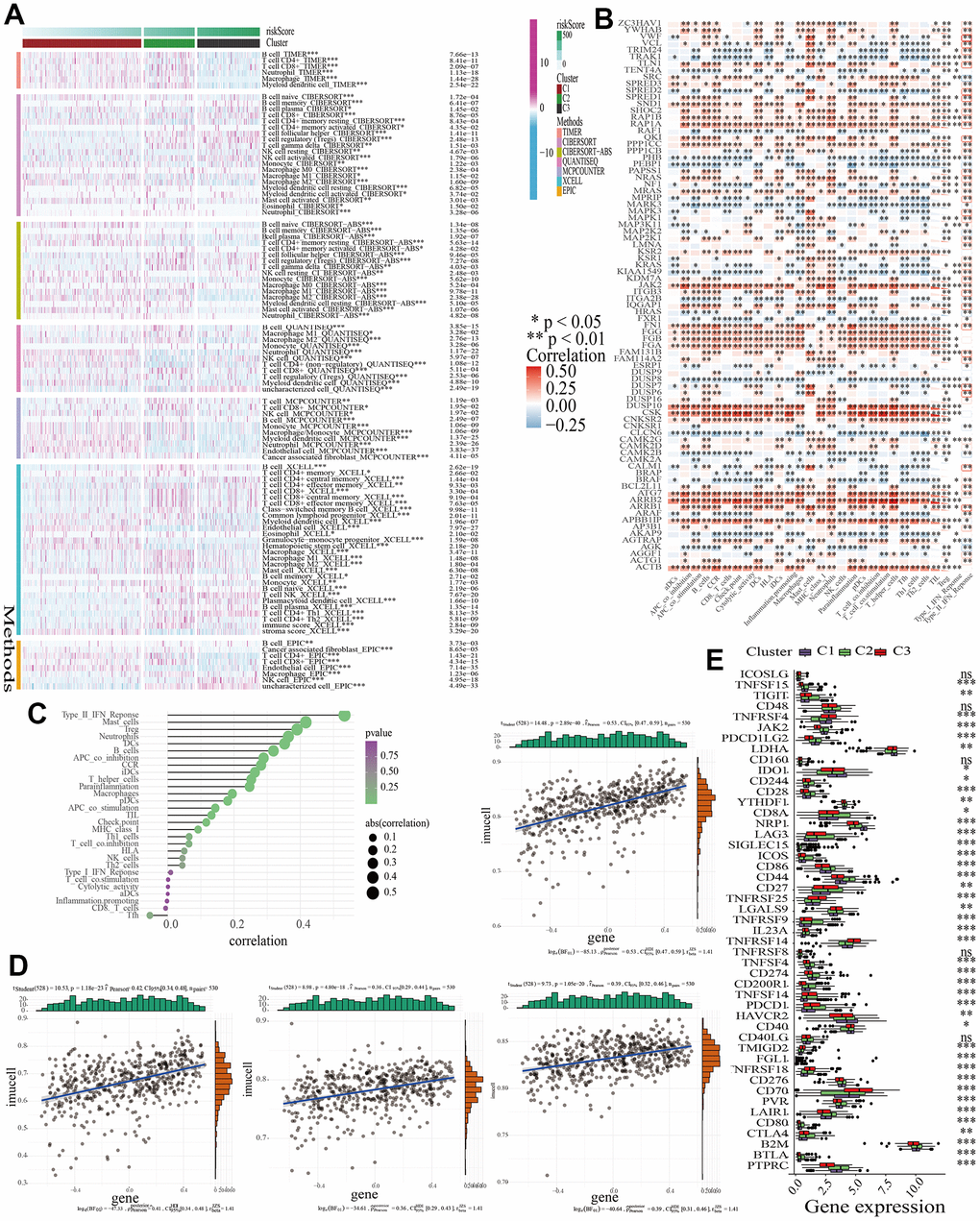 The discrepancies of TME in the three clusters. (A) A heatmap showing the infiltration of various immune cells. (B) The correlations between the expression of MAPK genes and the infiltration of various immune cells. (C) The correlations between MAPK score and the infiltration of various immune cells. (D) The correlations between MAPK score and the response of mast cell, Treg, neutrophil, and type-II-IFN-Response. (E) The discrepancies of ICG expression in the three clusters.