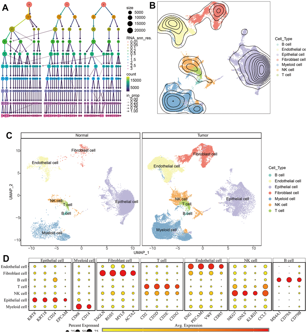 Identification of different cell types in KIRC and normal samples. (A) The clustree for identifying suitable cell clusters. (B) Different types of cells in all samples. (C) Different types of cells in KIRC and normal samples. (D) The expression of marker genes in each cell type.