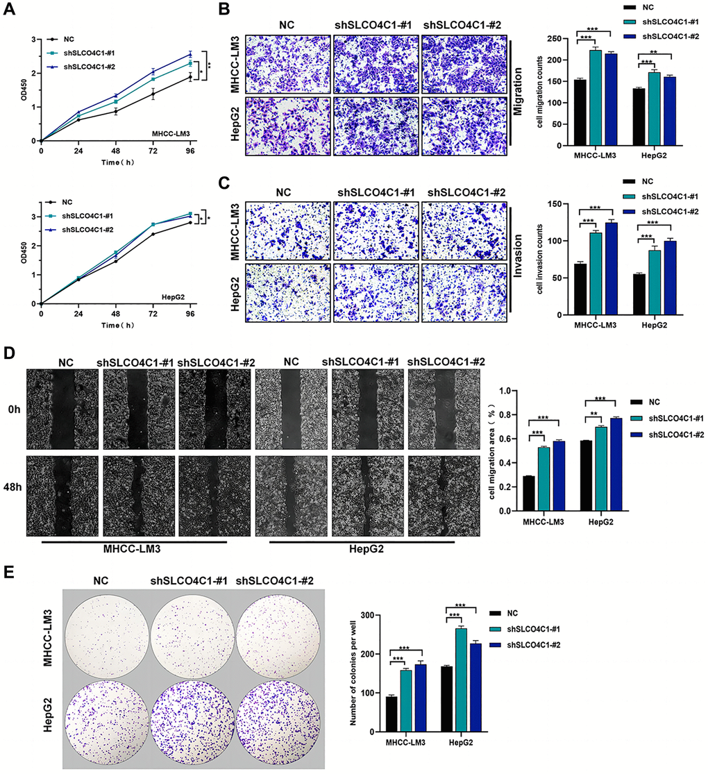 Effect of sh-SLCO4C1 on proliferation, invasion, and migration of HCC cells. (A) Comparison of the cell proliferation capacity of HepG2 and MHCC-LM3 after SLCO4C1 knockdown. (B) Comparison of the invasive capacity of HepG2 and MHCC-LM3 after SLCO4C1 knockdown. (C) Comparison of the migration ability of HepG2 and MHCC-LM3 after SLCO4C1 knockdown. (D) Scratch healing assay comparing HepG2 and MHCC-LM3 after SLCO4C1 knockdown. (E) The proliferation changes of HepG2 and MHCC-LM3 cells after SLCO4C1 knockdown were observed in the colony formation assay. *P **P ***P 