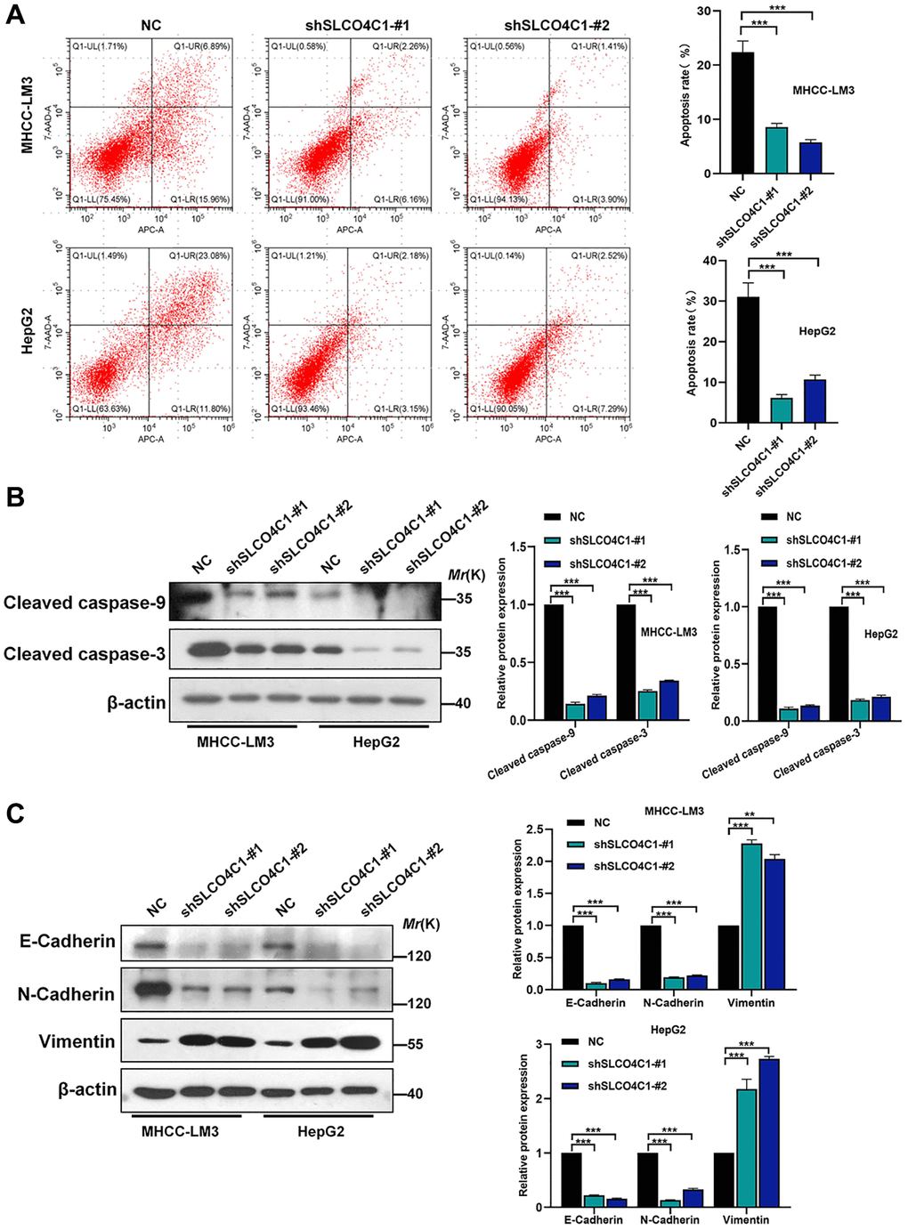 Effect of SLCO4C1 knockdown on apoptosis in HCC cells. (A) Flow cytometry analysis of apoptosis in HepG2 and MHCC-LM3 cells after SLCO4C1 knockdown. (B) Western blotting for the expression of apoptosis-related protein cleavage caspase-3/9 in SLCO4C1 knockdown HepG2 and MHCC-LM3 cells. (C) Expression of EMT markers in SLCO4C1 knockdown HepG2 and MHCC-LM3 cells by Western blotting. *P **P ***P 