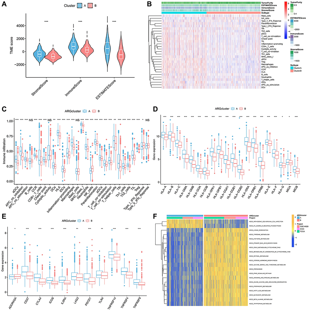 Immune-infiltration landscape in the two anoikis subtypes. (A) The TME score in the A anoikis subtype. (B, C) The native distribution of 29 common immune cells in the anoikis subpopulation. (D) Expression content of the DMHC family genes in each subset. (E) Analysis of the abundance of immunosuppressive molecules in subsets. (F) GSVA analysis of the pathways enriched in the subclusters. *p **p ***p 