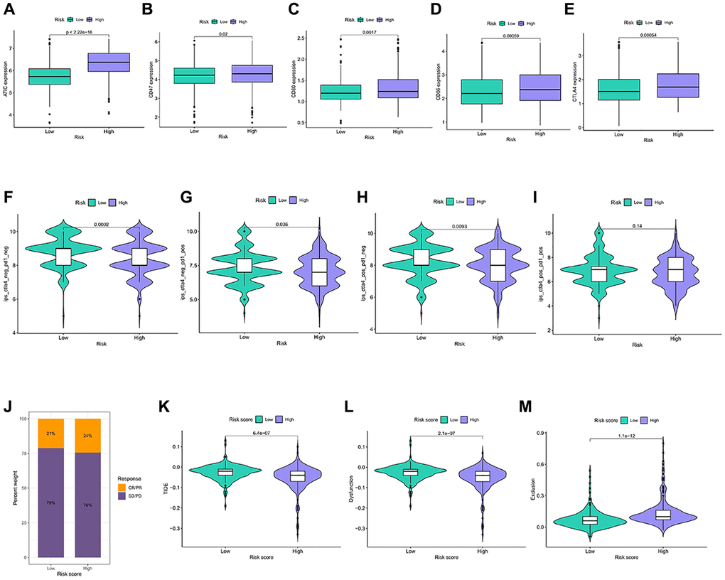 Immunotherapy response in different risk groups. (A–E) Expression of the 5 immune checkpoint genes in the risk groups. (F–I) IPS in the four immunotherapy groups in the risk groups. (J) Statistics of the treatment degree of patients in IMvigor210 cohort. (K–M) TIDE scores were calculated for immunotherapy responsiveness in the risk groups.