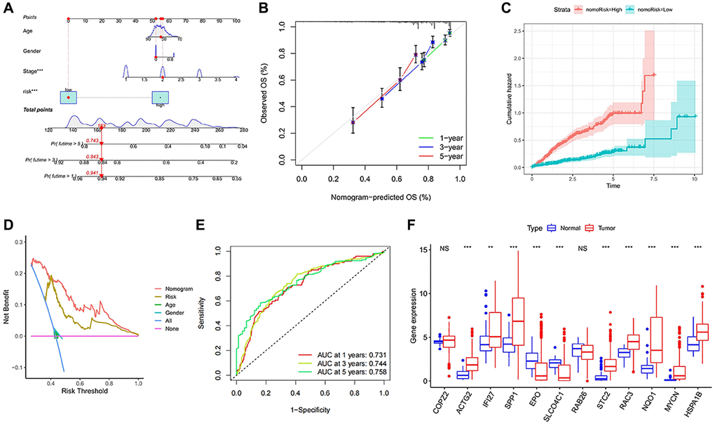 Establishment and evaluation of survival prediction nomogram. (A) The 1-, 3- and 5-year survival rates were predicted by combining the risk score and other clinicopathological parameters. (B) The calibration curve shows the 1-, 3- and 5-year overall survival rate prediction of the nomogram we established. (C) The accumulated risk shows differences in the construction of the nomogram. (D) Decision curve analysis of 5-year overall survival rate. (E) The ROC curve of the nomogram. (F) Expression levels of the 12 signature genes in the TCGA data. NS p > 0.05, *p **p ***p 