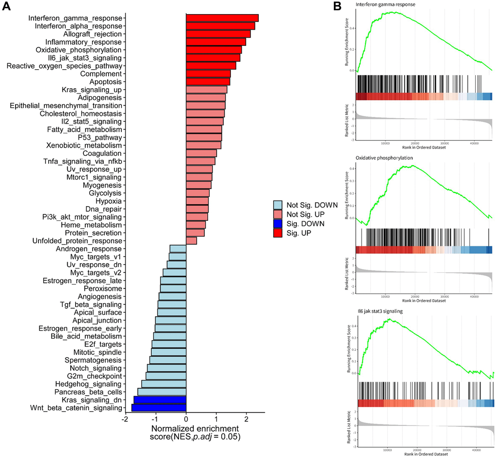 Molecular functions and pathways associated with the five anoikis-related lncRNAs identified through hallmark and GSEA enrichment analysis. (A) Pathway enrichment analysis using hallmark databases. (B) GSEA analysis revealing enriched pathways in the high-risk group and low-risk group.