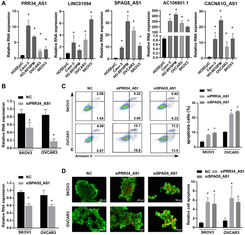 Validation of the expression and function of the five anoikis-related lncRNAs in ovarian cancer cell lines. (A) RT-PCR detection of the expression levels of PRR34