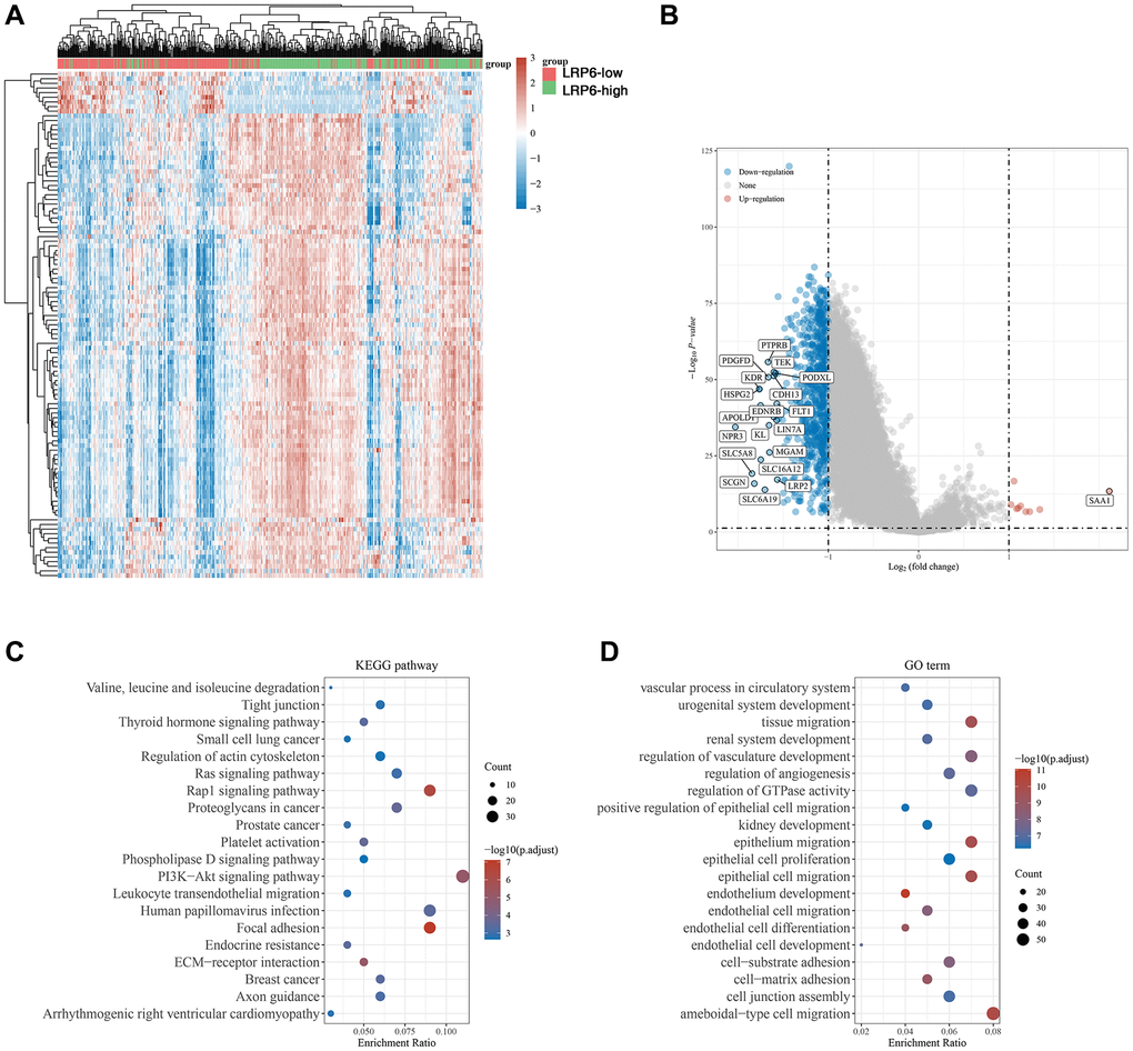 Biological functions of LRP6 in KIRC samples. (A) Heat map showing differentially expressed genes in KIRC with high and low expression of LRP6. (B) Venn diagram showing LRP6-regulated differentially expressed genes. (C, D) KEGG and GO analyses of LRP6-regulated differentially expressed genes in KIRC.