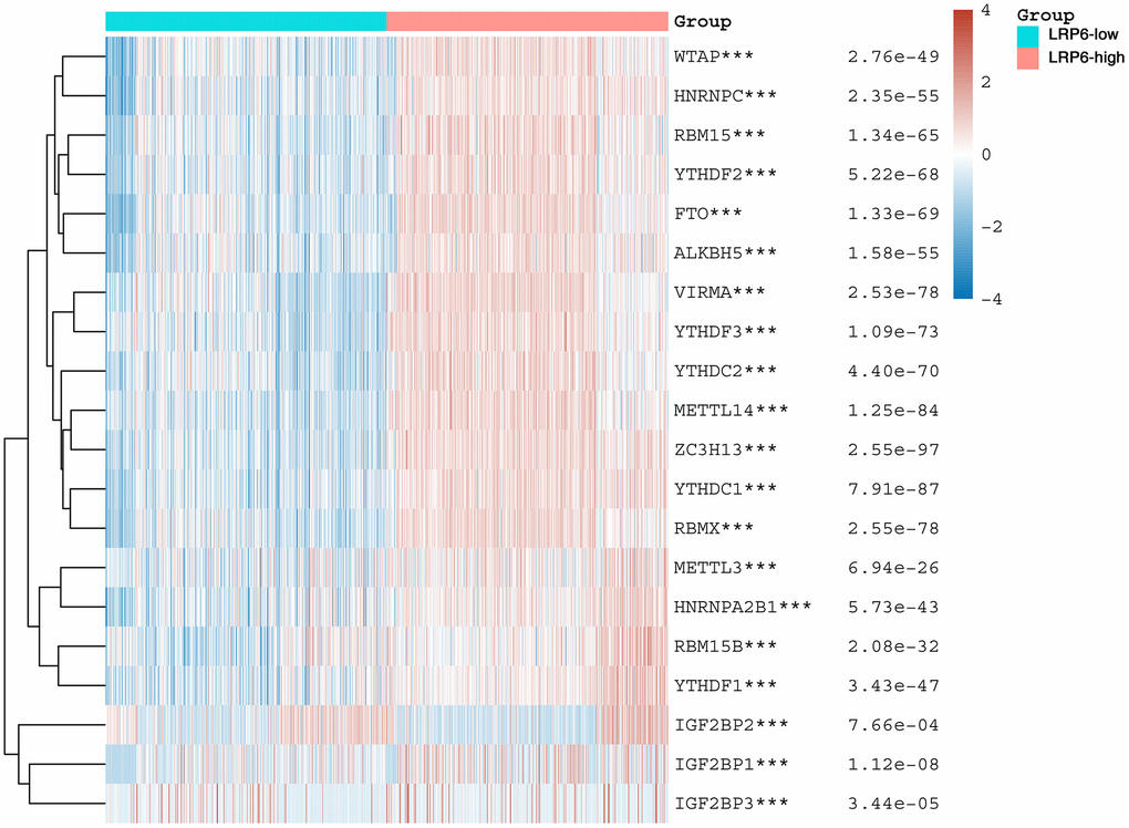 LRP6 is associated with m6A modification. Heat map showing the correlation of LRP6 expression with the expression of common m6A-related genes. *stands for significance levels, *p **p ***p 