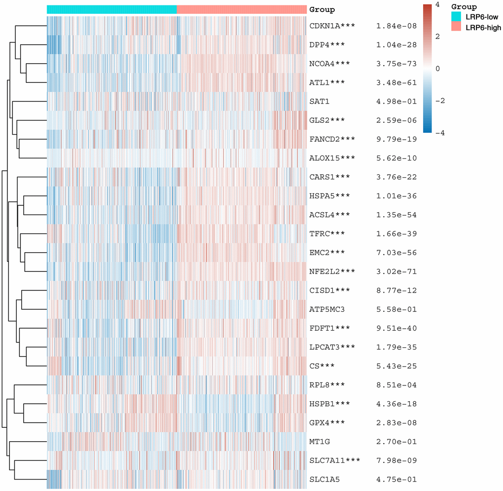 LRP6 is associated with ferroptosis. Heat map showing the correlation of LRP6 expression with the expression of common ferroptosis-related genes. *stands for significance levels, *p **p ***p 