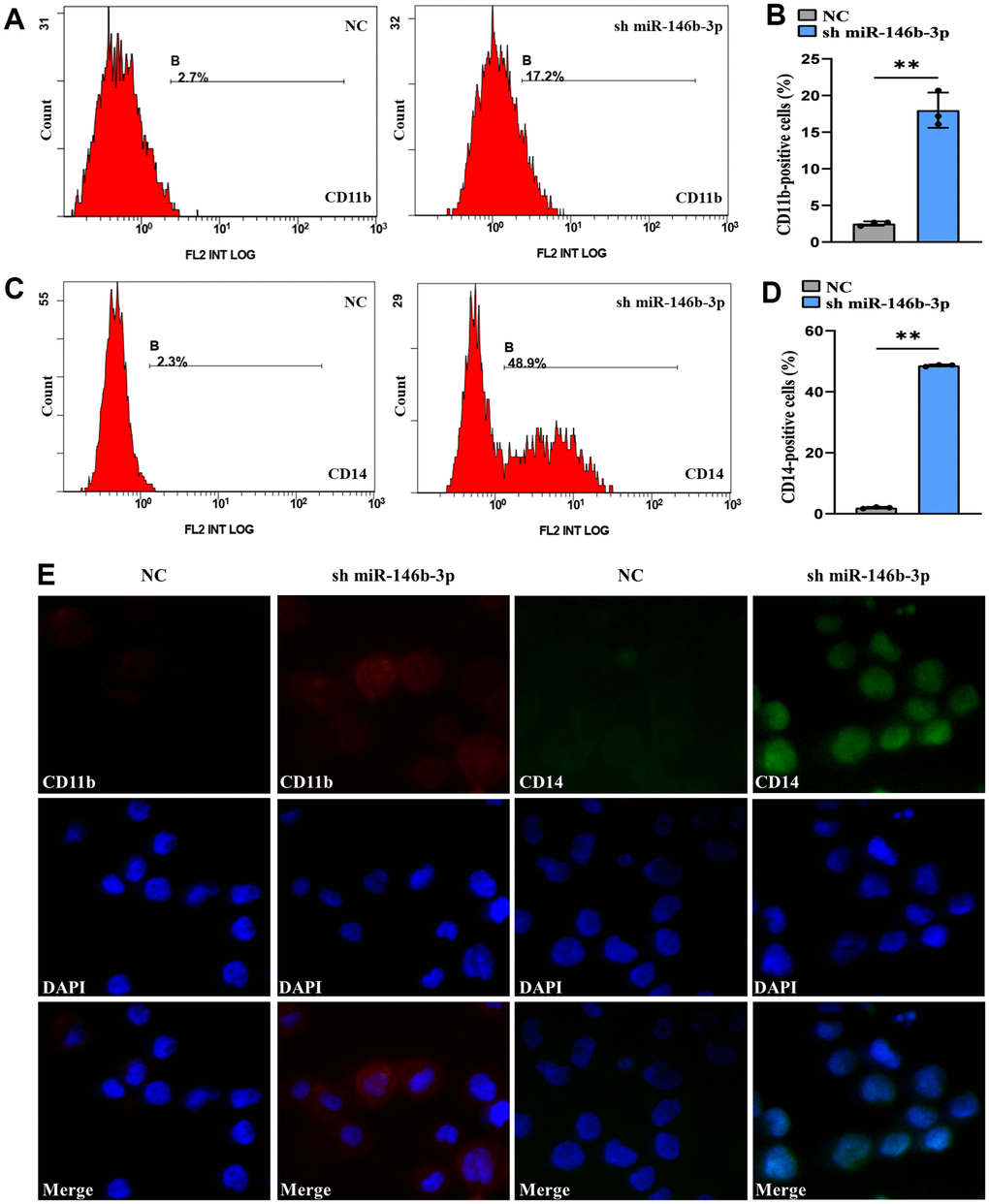 Knockdown of miR-146b-3p significantly induced the differentiation of MOLM-13 cells. (A) Flow cytometric determination of the CD11b+ cell proportion in transduced MOLM-13 cells. (B) The CD11b statistical histogram. (C) Flow cytometric determination of the CD14+ cell proportion in transduced MOLM-13 cells. (D) The CD14 statistical histogram. (E) The immunofluorescence intensity of CD11b and CD14 in transduced MOLM-13 cells. Normal distribution, t test, ** P 