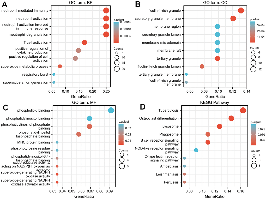 GO/KEGG enrichment analysis of genes correlated with TNFAIP2 in AML patients. (A) The GO biological process functional enrichment analysis of TNFAIP2-correlated genes. (B) GO cellular component functional enrichment analysis of TNFAIP2-correlated genes. (C) GO molecular function functional enrichment analysis of TNFAIP2-correlated genes. (D) KEGG pathway enrichment analysis of genes correlated with TNFAIP2.