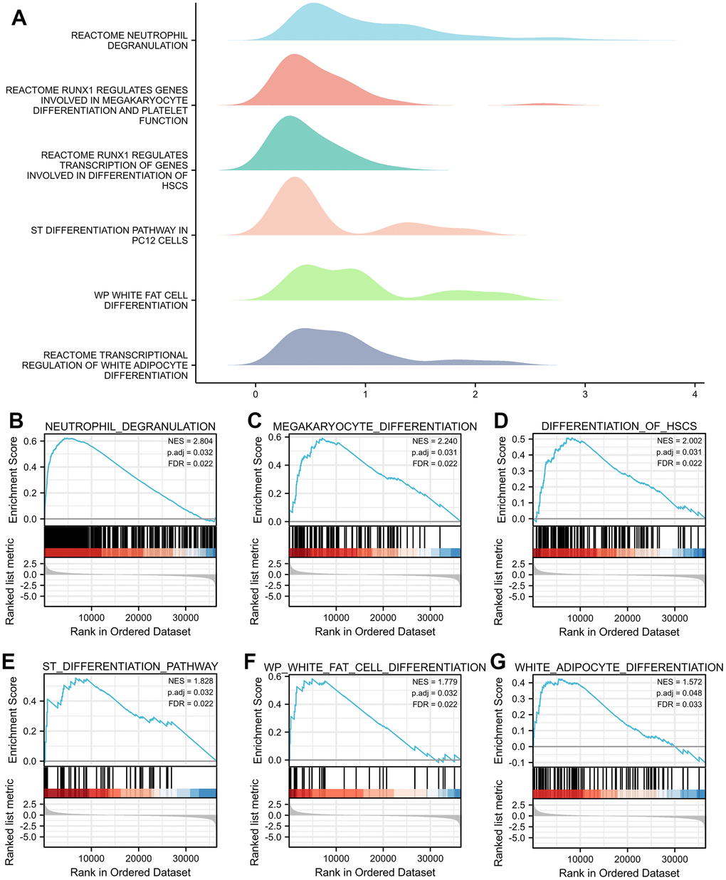 GSEA of genes correlated with TNFAIP2 in AML patients. (A) The ridge plot of the GSEA results of TNFAIP2-correlated genes revealed associations with multiple cell differentiation pathways. (B–G) Neutrophil, Megakaryocyte, Haematopoietic Stem Cell, Neural Stem Cell, White Fat Cell and White Adipocyte.