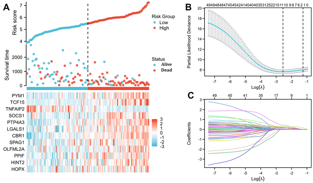 Risk score analysis and LASSO regression based on TNFAIP2-correlated genes by Cox regression analysis in patients with AML. (A) Risk score and survival time distributions and heatmaps of the expression levels of TNFAIP2-correlated genes in the TCGA database. (B) Cross-validation for tuning parameter screening for LASSO regression. (C) LASSO coefficient profiles.