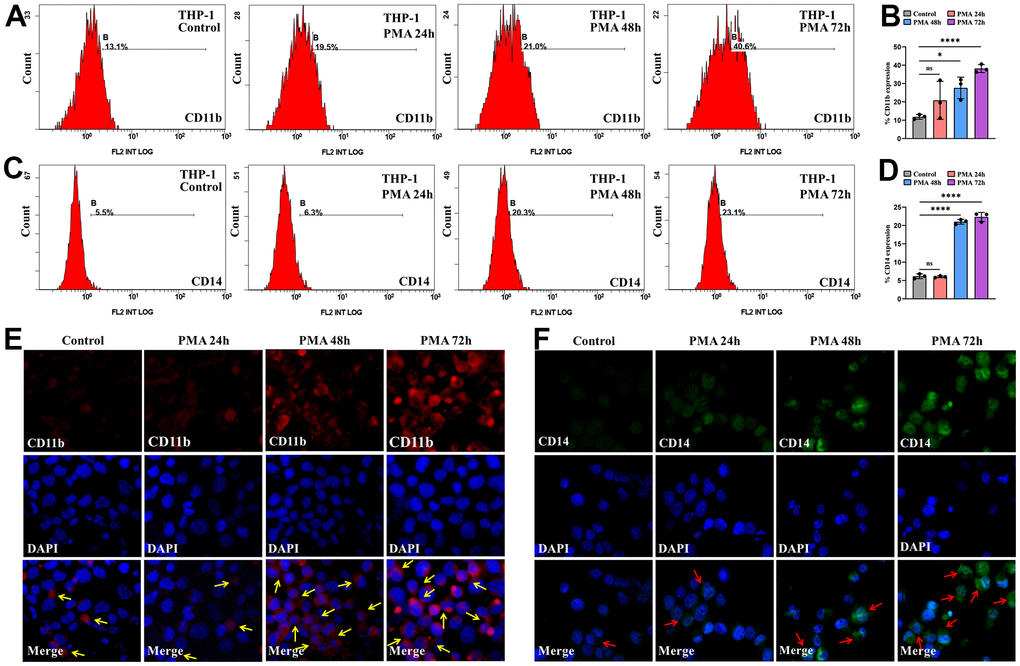 PMA induced THP-1 cell differentiation. (A) Flow cytometric determination of the CD11b+ THP-1 cell proportion. (B) The CD11b statistical histogram. (C) Flow cytometric determination of the CD14+ THP-1 cell proportion. (D) The CD14 statistical histogram. (E) CD11b and (F) CD14 immunofluorescence intensity in THP-1 cells. Normal distribution, ANOVA test, * P P 