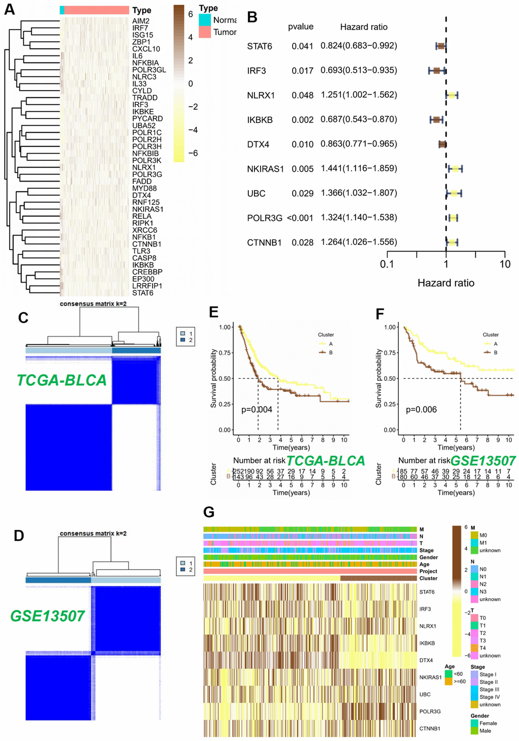 Consensus clustering analysis of 9 CRGs. (A) The heatmap of 40 differentially expressed CRGs in BLCA tissues. (B) Univariable Cox regression analysis of CRGs for the identification of genes associated with prognostic outcomes. (C, D) Heatmap of the consensus matrices for k=2. Kaplan-Meier curves based on two clusters in the TCGA-BLCA cohort (E) and GSE13507 cohort (F). (G) Heatmap and the clinical parameters of the two clusters.