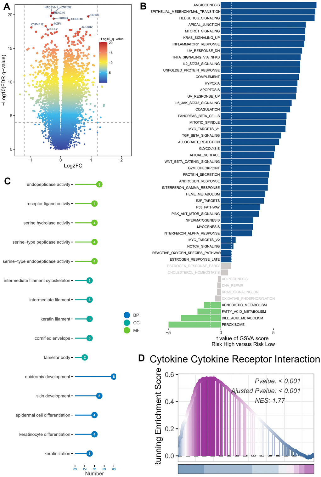 Enrichment analysis and functional annotation. (A) Differentially expressed genes between high- and low-risk groups (FDR  1). (B) The GSVA analysis demonstrates the enrichment of hallmark gene sets within various risk groups. (C) Bar graphs are commonly utilized to show GO enrichment analysis. (D) The GSEA enrichment analysis method revealed notable variations in pathways between groups classified as high risk and low risk.