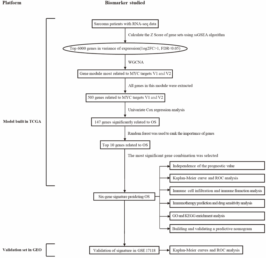 An overview of this study’s flowchart. Abbreviations: WGCNA: weighted gene co-expression network analysis; ssGSEA: single sample gene set enrichment analysis; GO: gene ontology; KEGG: Kyoto encyclopedia of genes and genomes; OS: overall survival; ROC: receiver operating characteristic.