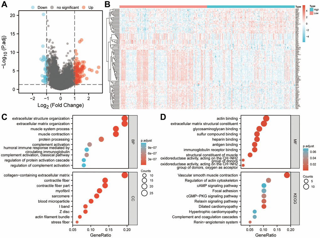 Based on the risk score, enrichment analysis is performed. (A) Determination of significantly different DEGs between low-risk and high-risk groups (|log2FC|>1 and FDR B) DEG expression profiles in high-risk and low-risk groups shown as a heatmap. (C, D) Analysis of DEGs between high-risk and low-risk groups using GO and KEGG. Abbreviations: BP: biological process. CC: cell component. MF: molecular function. DEGs: differentially expressed genes. FDR: false discovery rate.