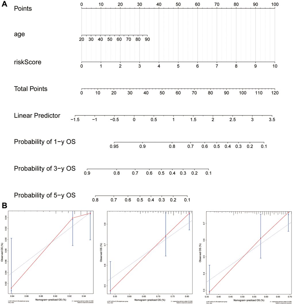 Using the six-gene signature, a nomogram was developed for clinical practice in patients with sarcoma. (A) A six-gene signature was combined with age to create a nomogram. (B) Observations and calibration plots showing similar survival probabilities for 1, 3, and 5 years.