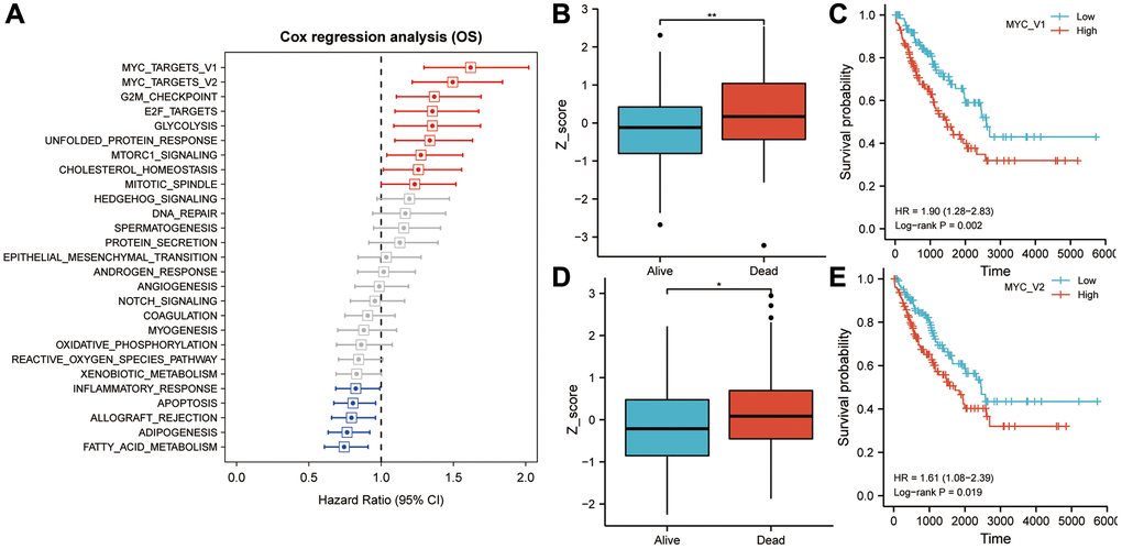 MYC targets V1 and V2 play an important role in overall survival in sarcoma patients. (A) In univariate Cox regression analysis, MYC targets V1 and V2 exhibited the highest prognostic significance for sarcoma patients. (B) Patients who died during follow-up had significantly higher Z-scores for MYC targets V1 than those who survived. (C) In Kaplan-Meier analysis, patients with higher Z-scores for MYC targets V1 exhibited poorer OS. (D) Patients who died during follow-up had significantly higher Z-scores for MYC targets V2 than those who survived. (E) In Kaplan-Meier analysis, patients with higher Z-scores for MYC targets V2 exhibited poorer OS. Abbreviation: OS: overall survival. Asterisks indicate statistical significance at: *p **p 