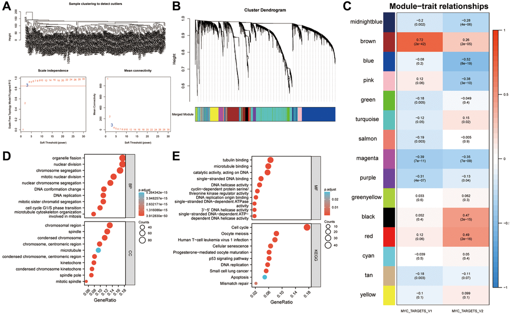 Identification of a gene signature associated with the MYC targets V1 and V2. (A) Identification of DEGs in sarcoma. The variance of expression values for each gene in sarcoma patients (n = 256) was calculated using |log2FC|>1 and FDR B) An analysis of the top 6000 DEGs was performed to identify non-grey modules in the WGCNA network. (C) Modules associated with key cancer hallmarks were constructed. The brown module had a higher correlation with MYC targets V1 (r = 0.72, P P D, E) All genes from the brown module were analyzed using GO and KEGG. Abbreviations: WGCNA: weighted gene co-expression network analysis; DEG: differentially expressed genes; FDR: false discovery rate.