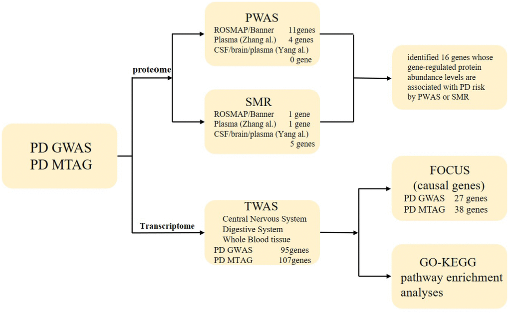 The workflow of the study. TWAS, transcriptome-wide association study; PWAS, proteome-wide association study; FOCUS, Fine-mapping of causal gene sets; SMR, summary-data-based mendelian randomization.